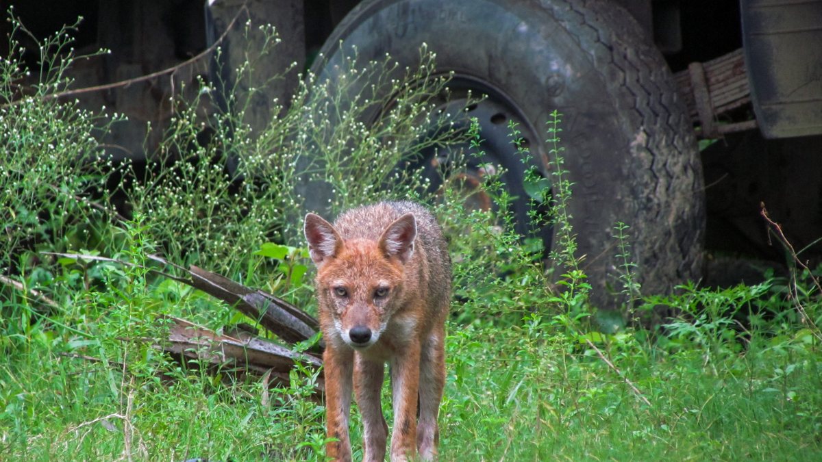 Golden jackal forages for food in Nadia field