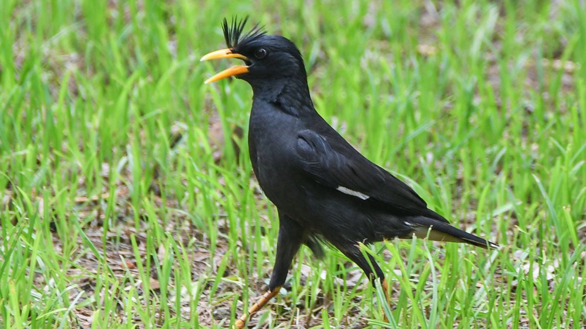 Javan Myna hunts for prey in Guwahati garden