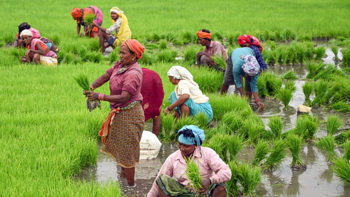 Farmers transplant paddy saplings in waterlogged Jabalpur field