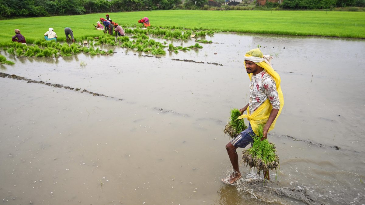 Farmers transplant paddy saplings in waterlogged Jabalpur field