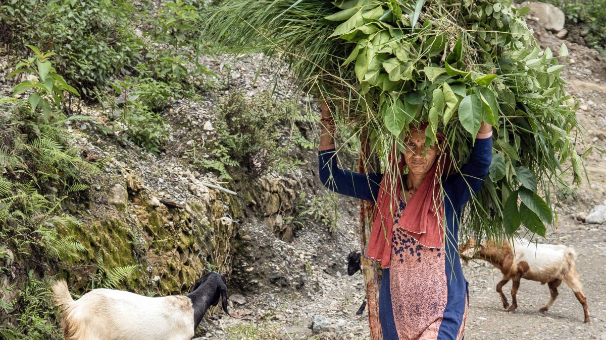 Woman carries fodder through forest in Nainital village