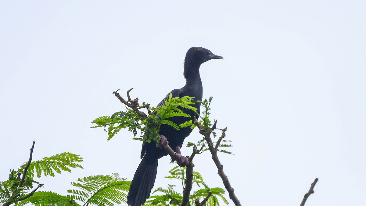 Cormorant perches on a tree branch in Nagaon