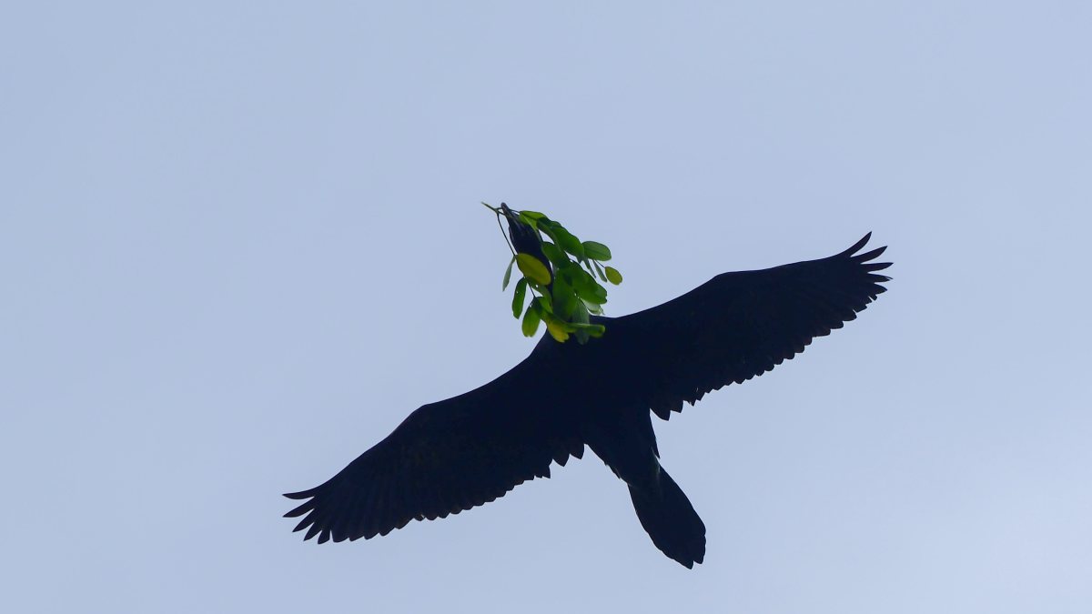Cormorant flies over Nagaon with a stem in its beak