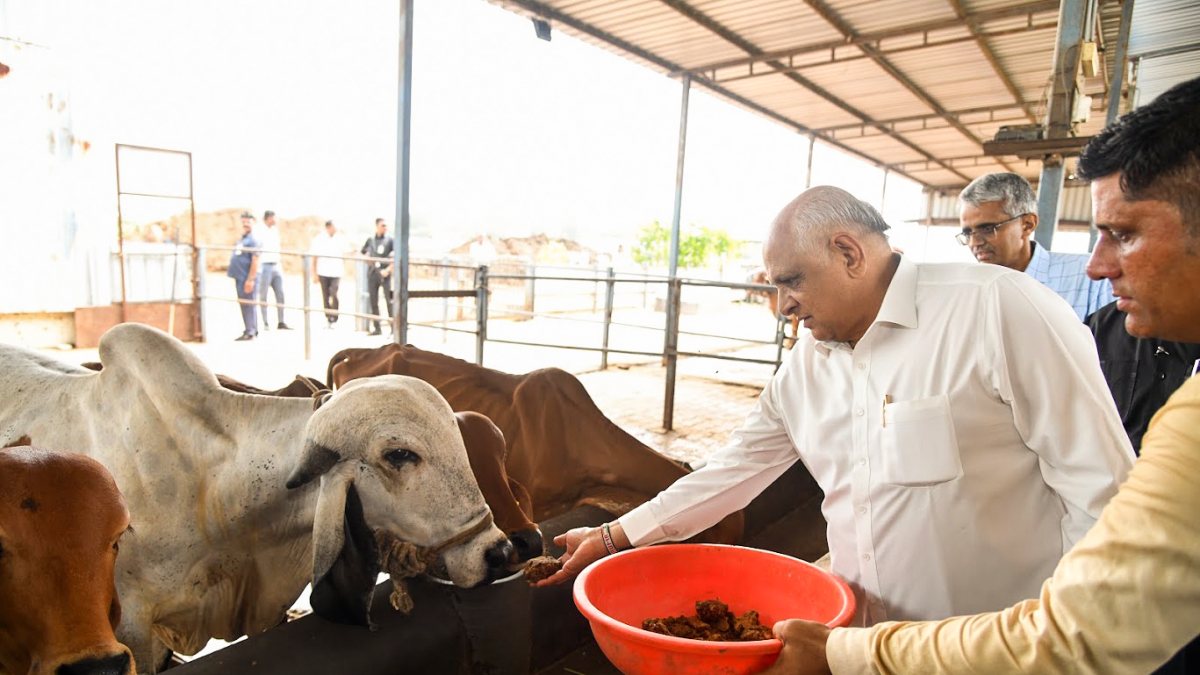 Gujarat CM Bhupendra Patel feeds cows during village visit