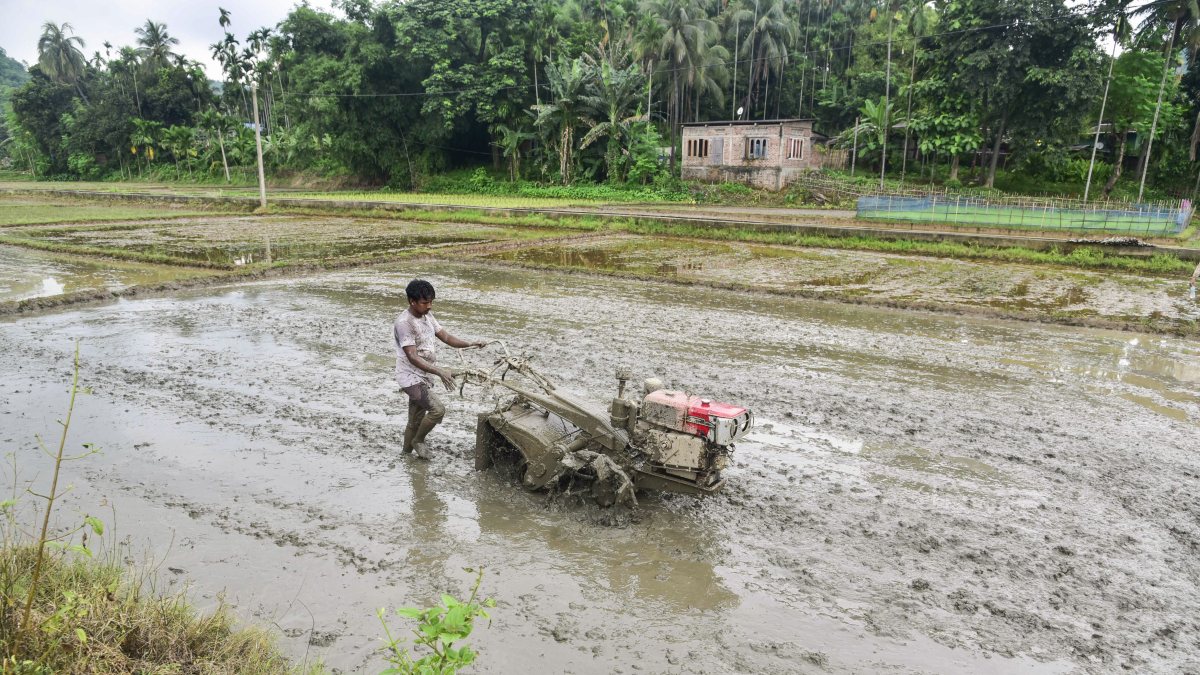 Farmer ploughs paddy field with power tiller in monsoon rains