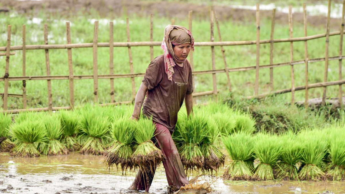 Woman carries rice seedlings through waterlogged paddy field