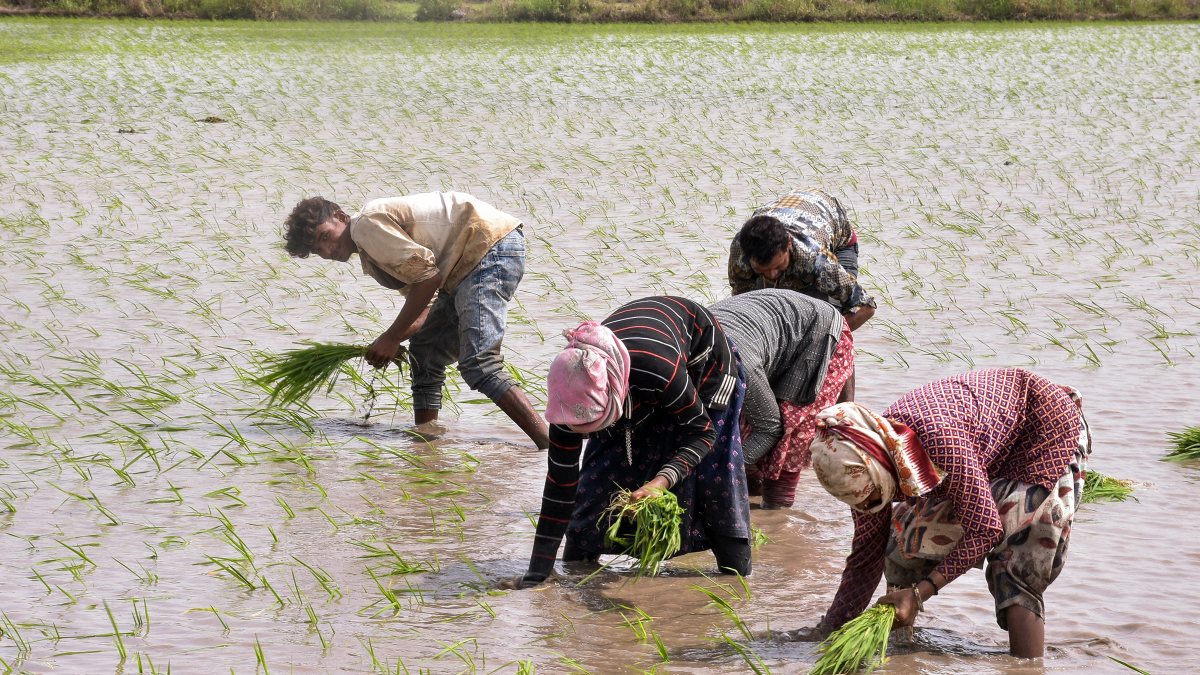 Farmers transplant rice seedlings in Surat paddy fields