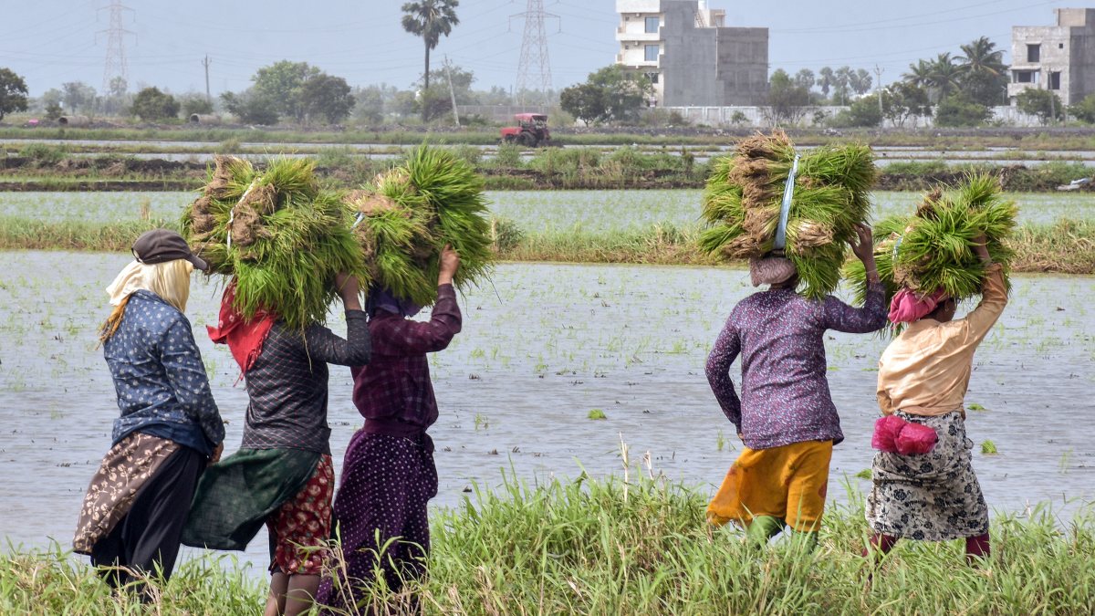 Farmers carry paddy saplings for planting in Surat
