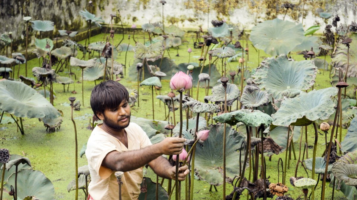 Worker plucks lotus flowers from pond in Nadia