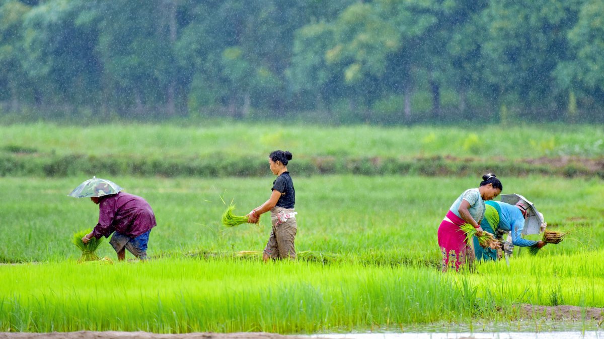 Women bundle paddy saplings for transplant in Kamrup