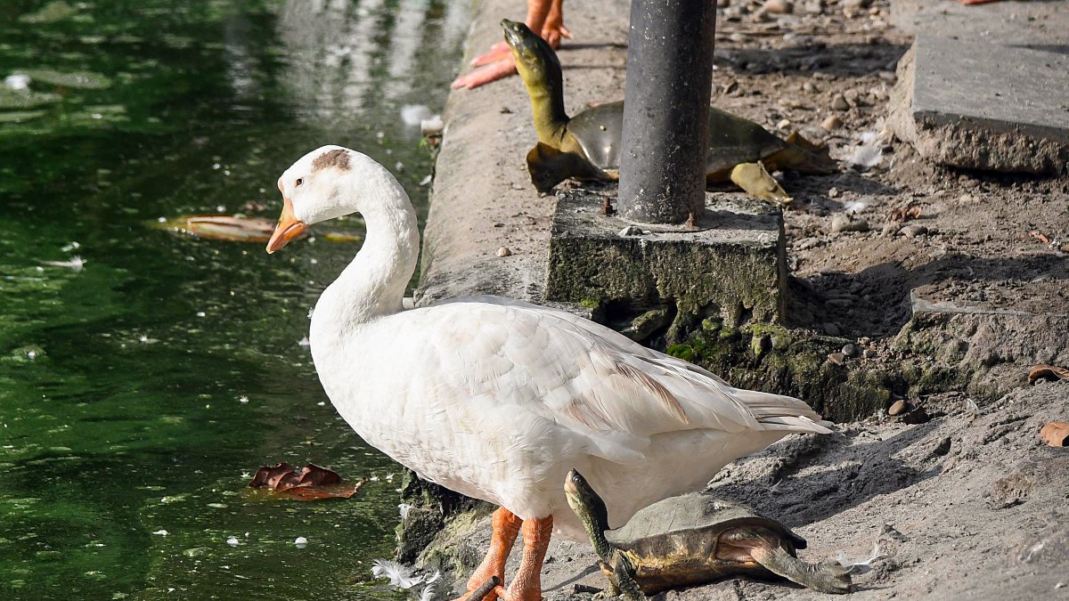 Goose and turtle sit together at Guwahati pond