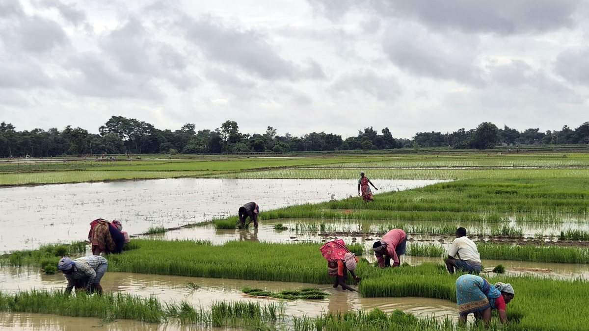 Farmers transplant paddy in waterlogged Dhanbad fields after heavy rain