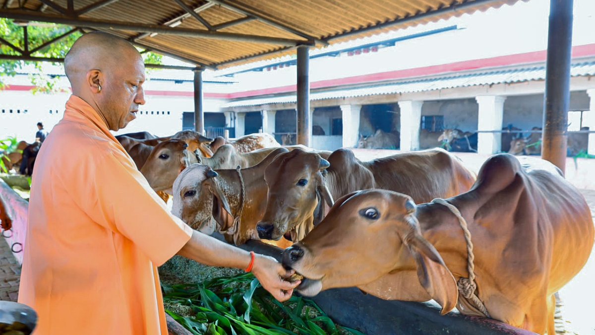 Uttar Pradesh CM Yogi Adityanath feeds cows at Balrampur cow shed