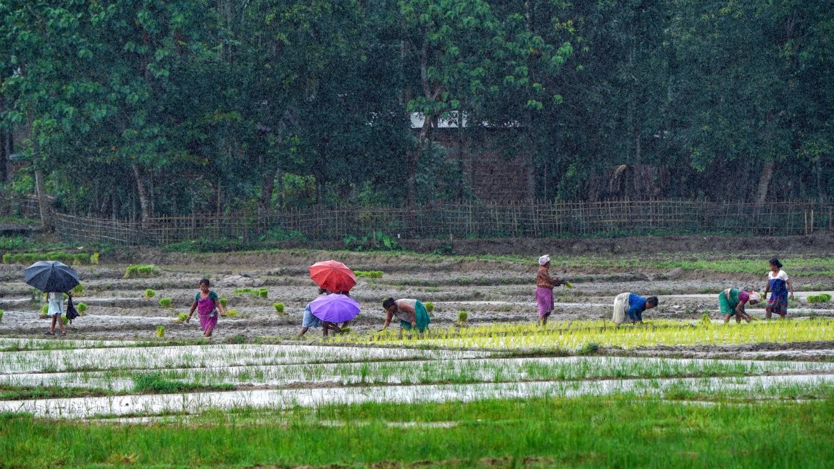 Farmers plant paddy seedlings in Guwahati after heavy rain