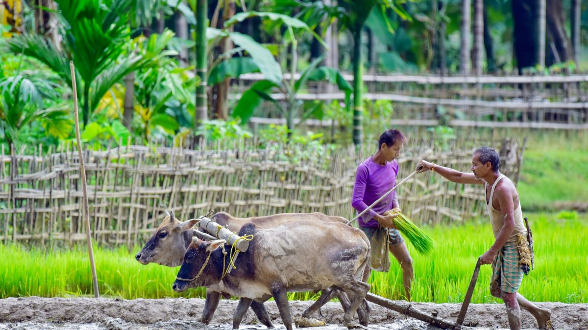 Farmer ploughs field with oxen for paddy cultivation in Assam