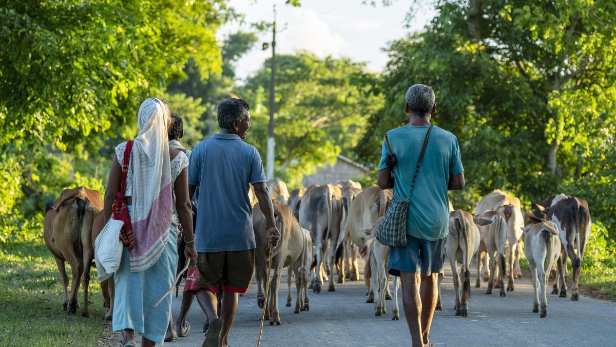 Villager returns with cattle at sunset in Assam's Golaghat