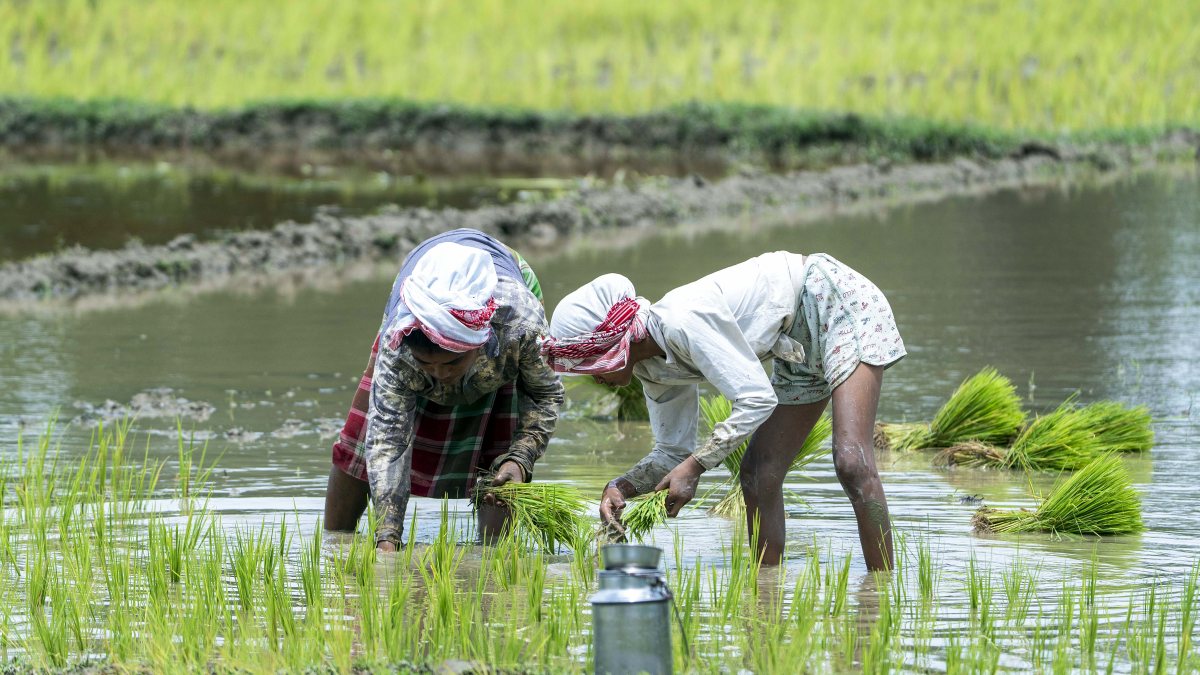 Farmers plant rice saplings in paddy field at Bokakhat, Golaghat