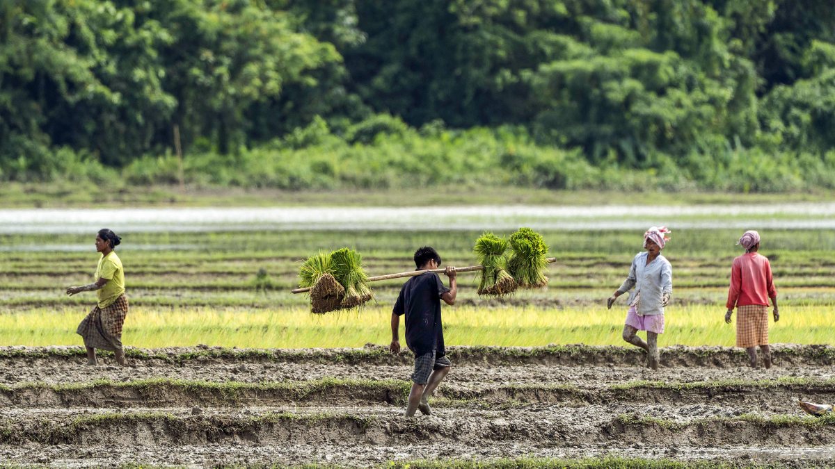 Farmers work in paddy field at Bokakhat in Golaghat