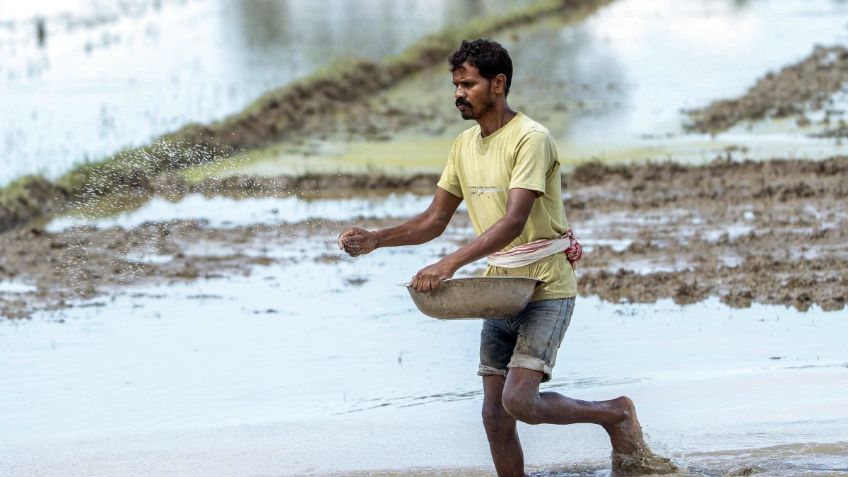 Farmer sprinkles fertilisers in paddy field in Assam's Golaghat