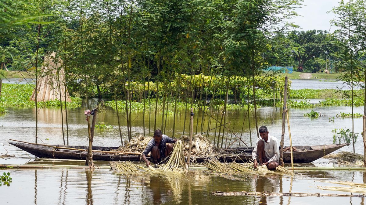 Farmers soak harvested jute crops in Morigaon, Assam
