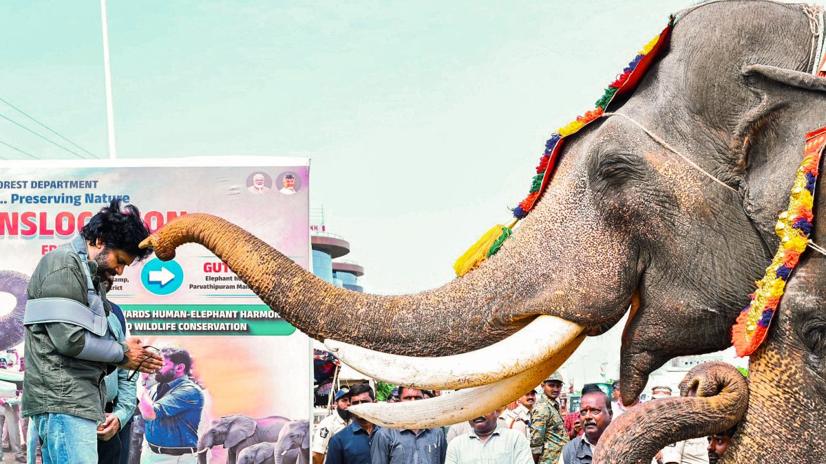 Andhra Pradesh Deputy Chief Minister Pawan Kalyan interact with Kumki elephants…