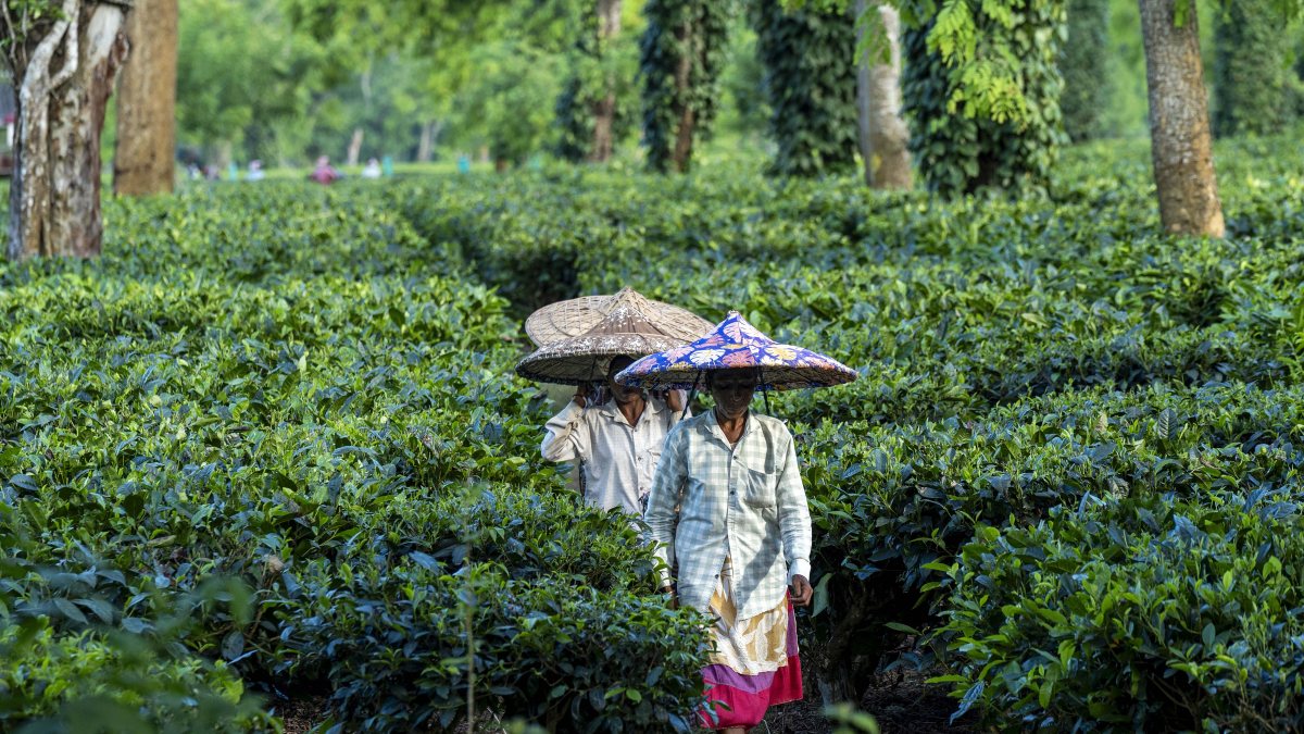 Tea garden workers wearing traditional 'jaapi' return home after completing…