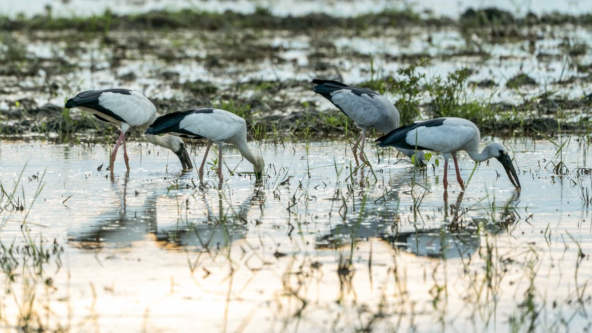 A flock of Asian openbills (or Asian openbill storks) forages on a flooded…