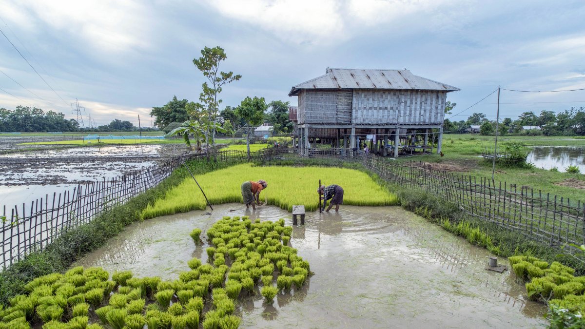 Farmers collect bundles of rice seedlings before transplanting them into paddy…