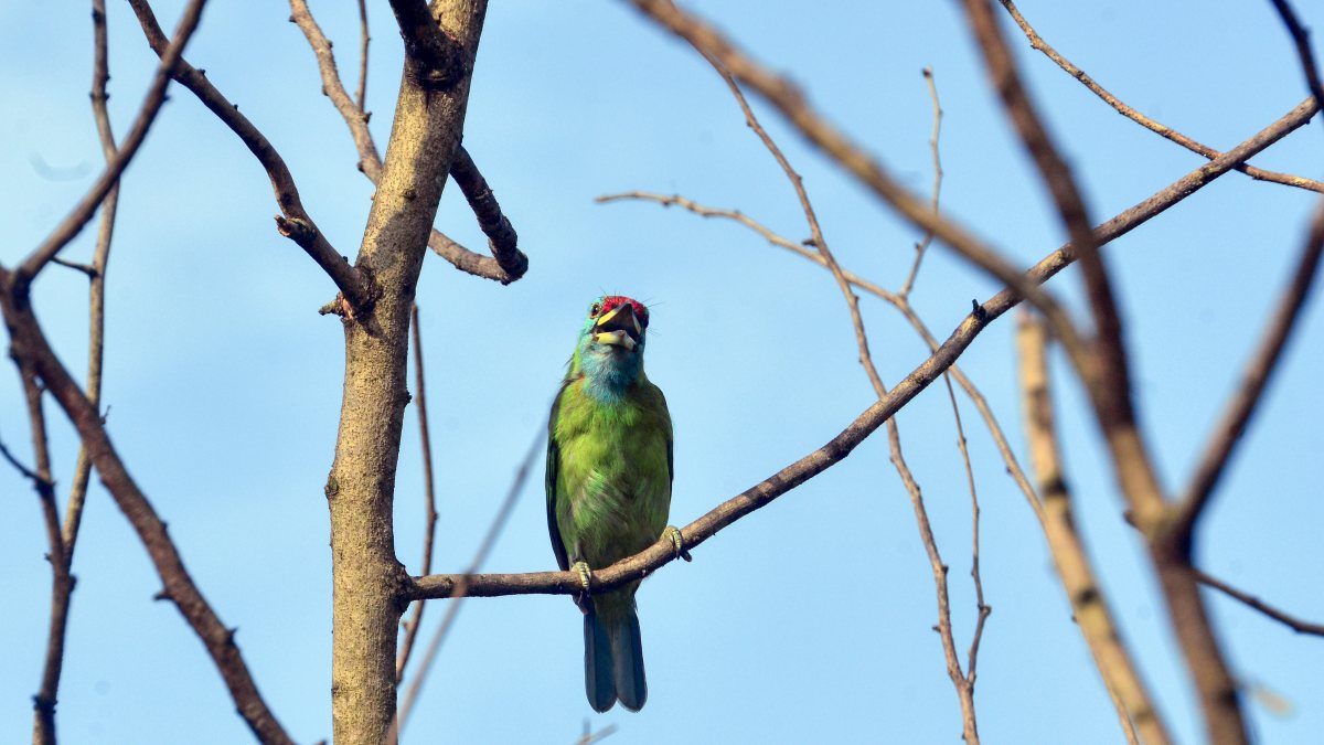 A blue-throated barbet bird perches on a tree branch, in Siliguri on Saturday.