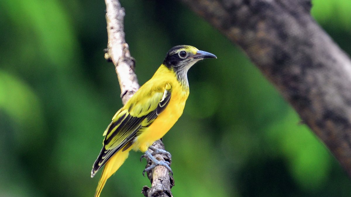 A black-hooded oriole bird perches on a tree branch, in Siliguri on Saturday.