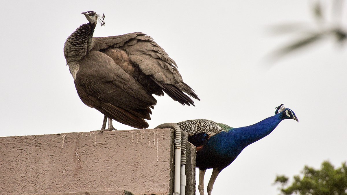 Peacocks sit on a wall at a terrace, in Surat on Saturday.