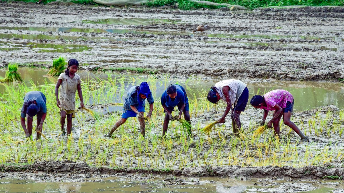 Girls transplant paddy seedlings in waterlogged Golaghat field