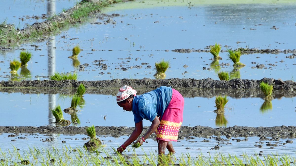 Woman farmer transplants paddy in waterlogged Assam field