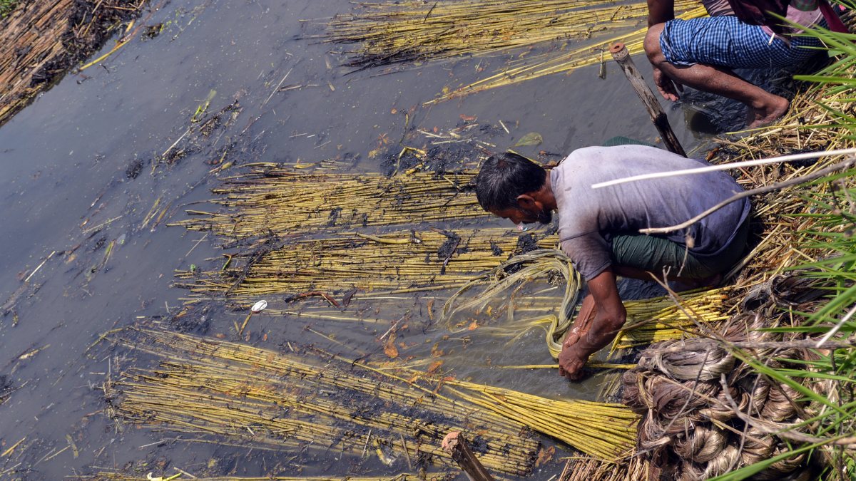 Farmers wash jute at Karimpur Ferry Ghat in Nadia