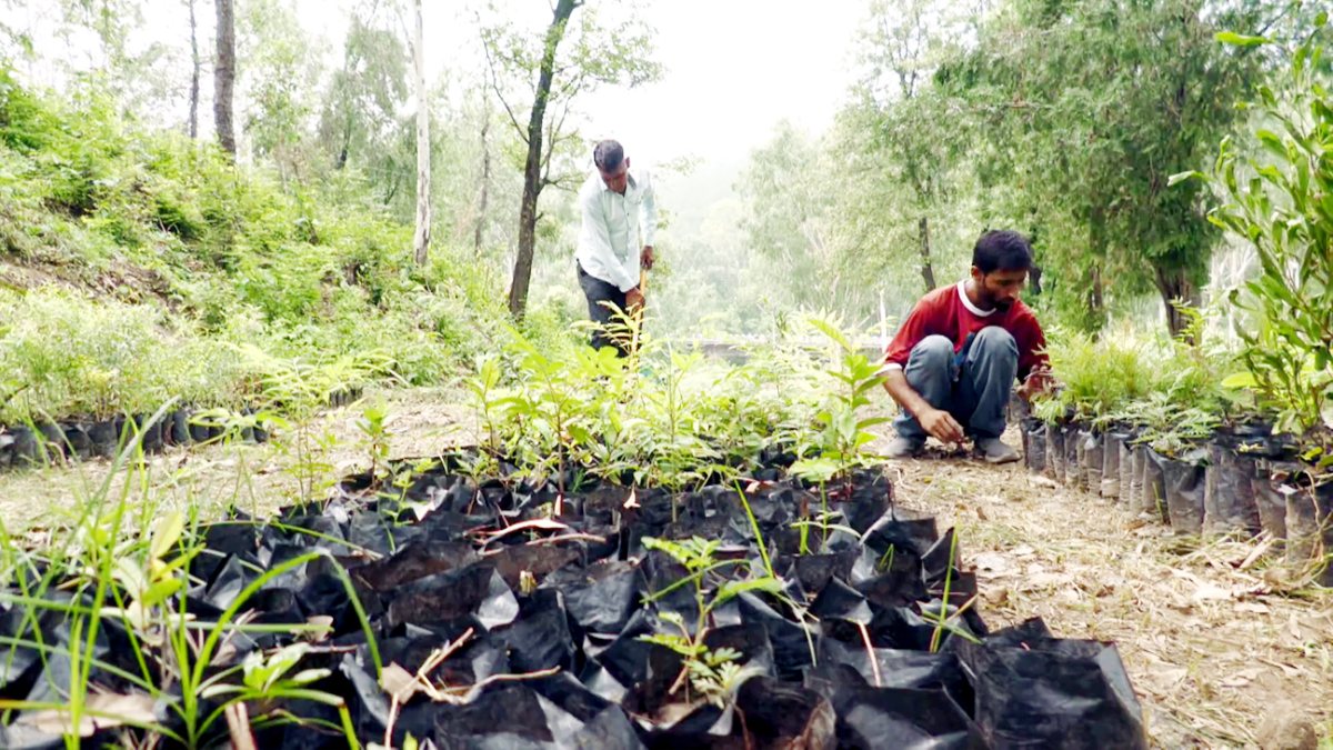 Udhampur forest division launches monsoon plantation drive for one lakh saplings