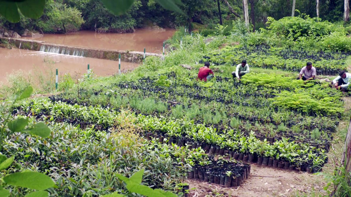 Udhampur forest division launches monsoon plantation drive for 1 lakh saplings