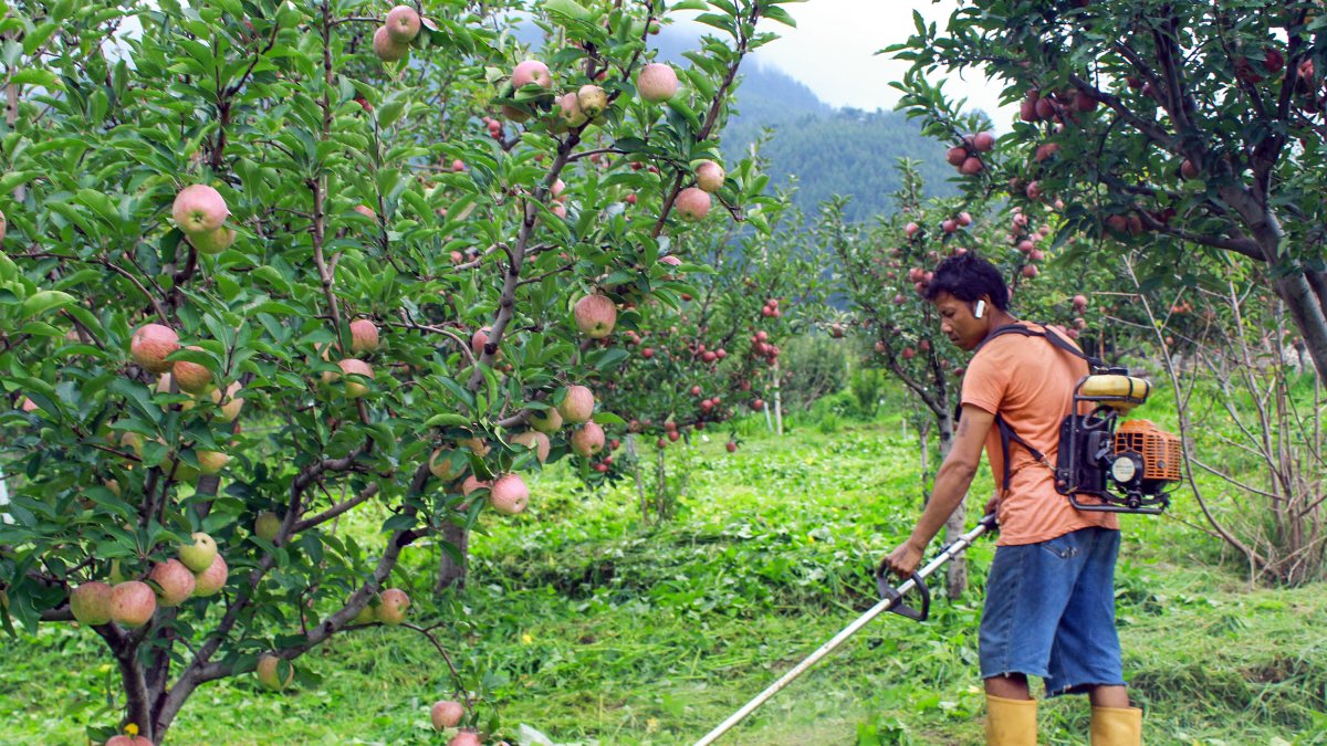 Worker clears grass in Kullu apple orchard ahead of harvest season