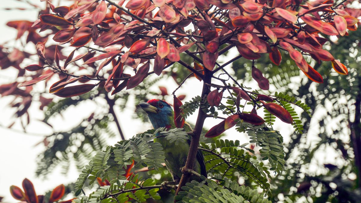Blue-throated Barbet searches for fruits on World Nature Conservation Day