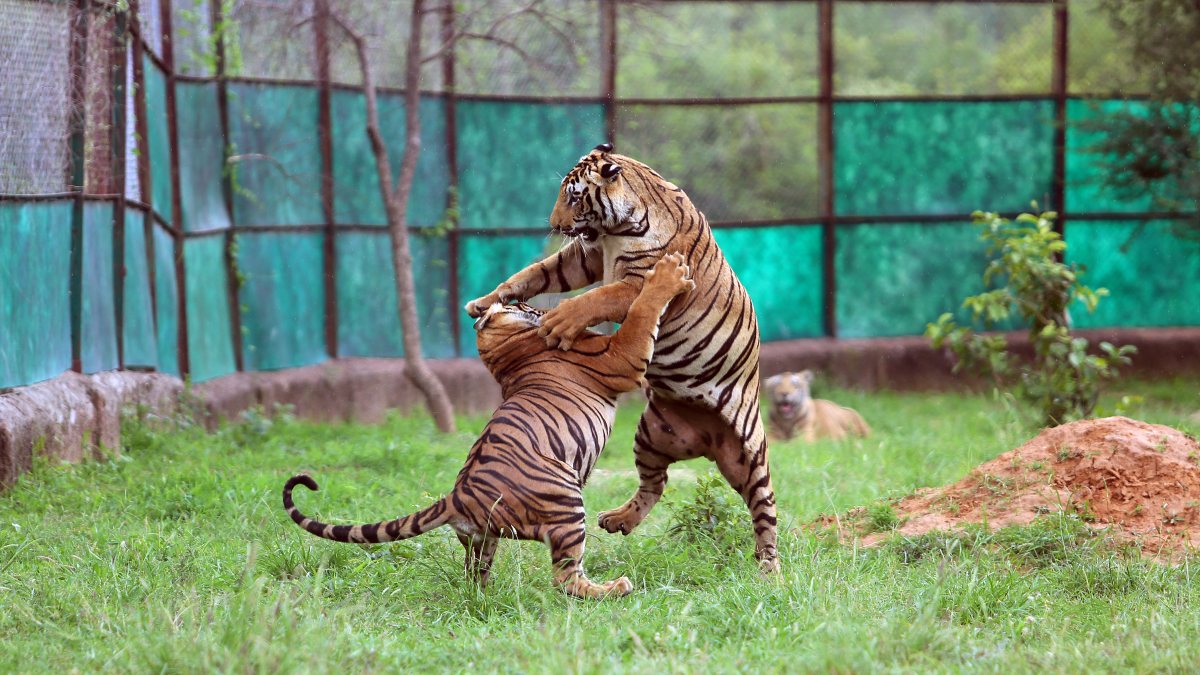 Tiger cubs play at Jaipur Biological Park