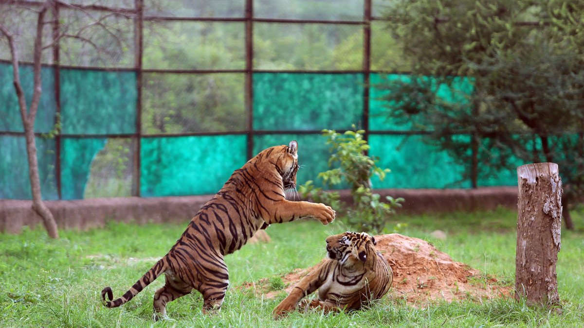 Tiger cubs play at Jaipur Biological Park