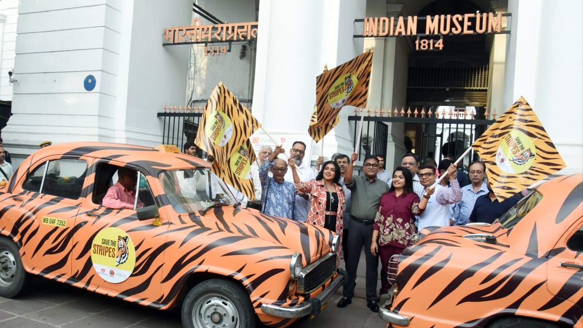 Two tiger-colour taxis flagged off in Kolkata for Save Tiger campaign