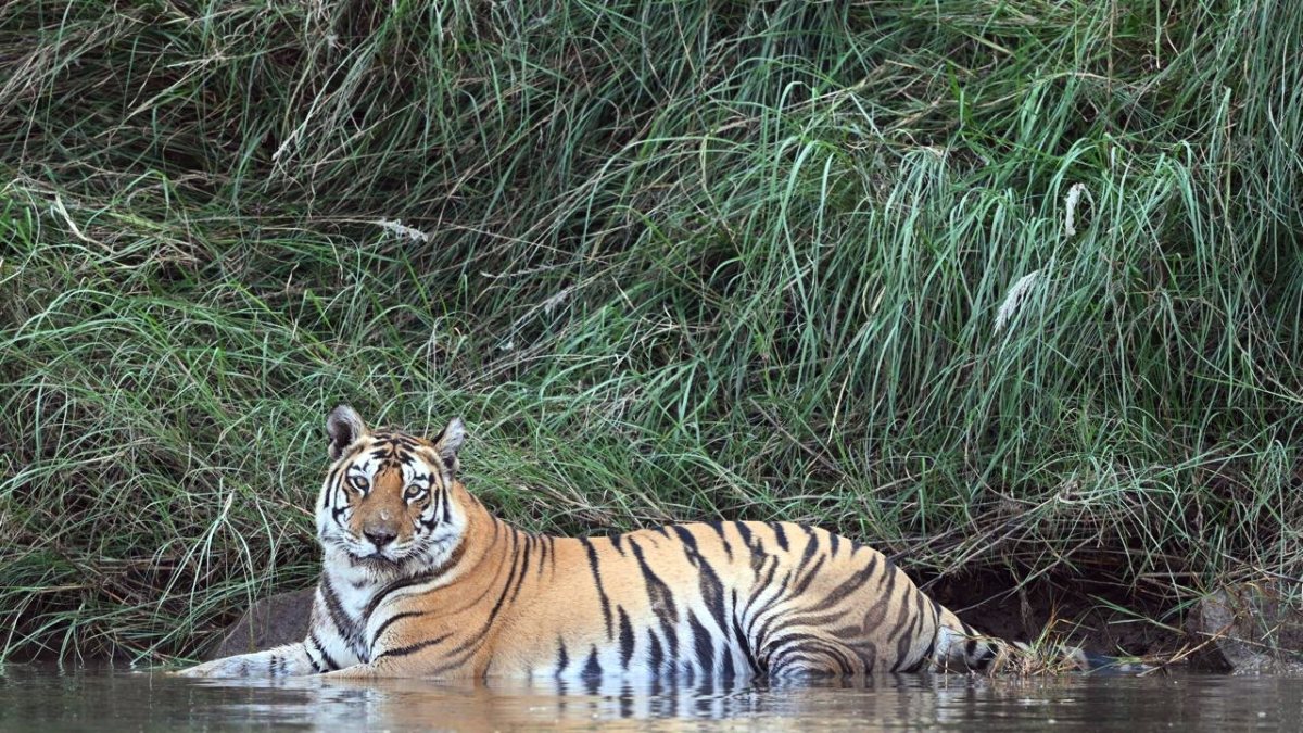 PM Modi shares tiger portrait on Global Tiger Day