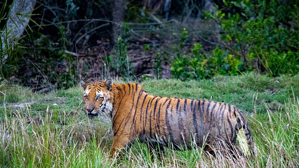 Modi shares tiger photo on Global Tiger Day
