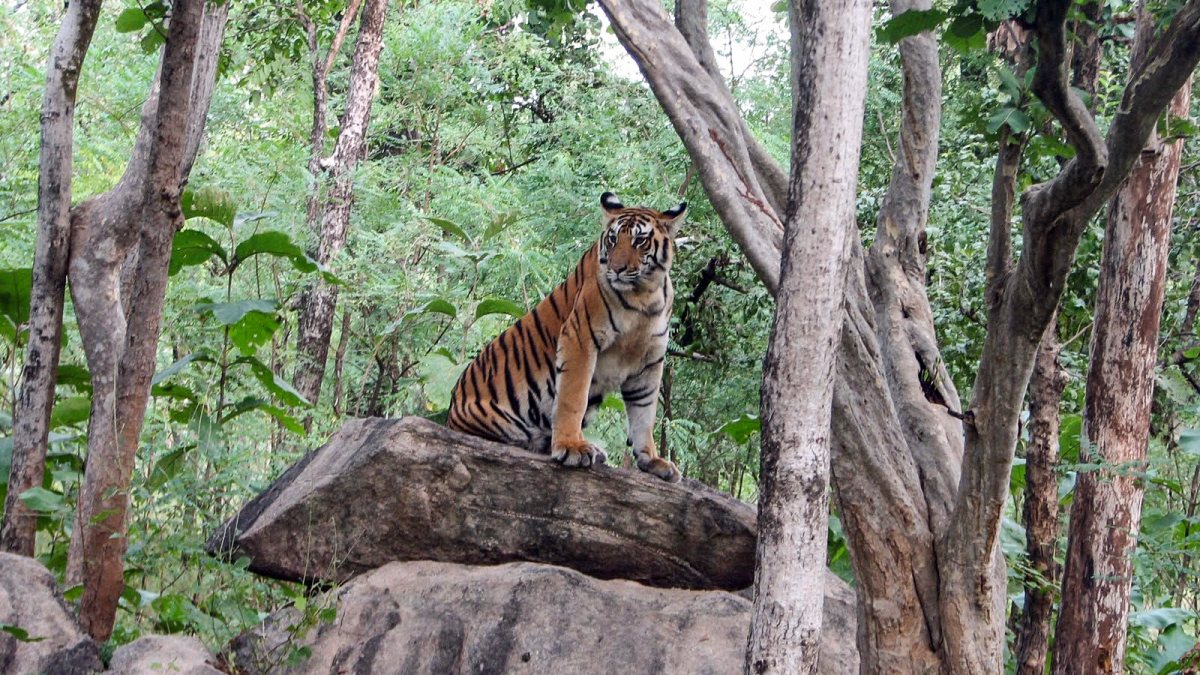 Modi shares tiger photo on Global Tiger Day