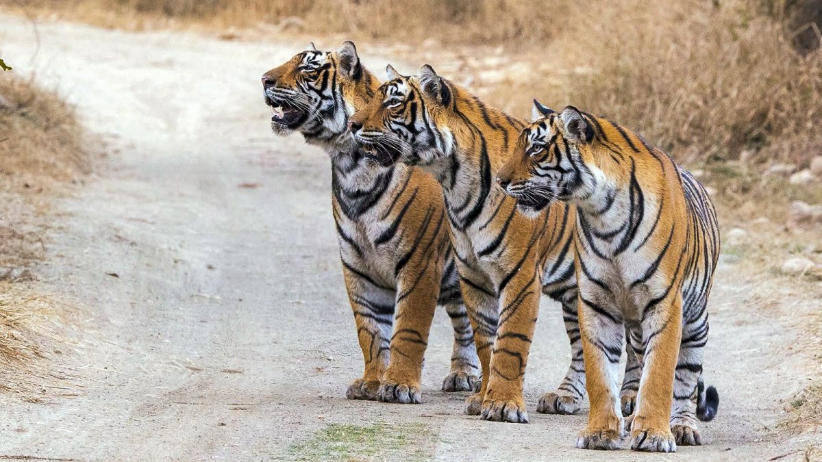 Modi shares tiger photo on Global Tiger Day