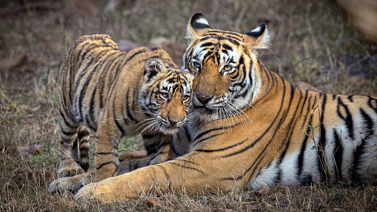 Modi shares tiger photo on Global Tiger Day
