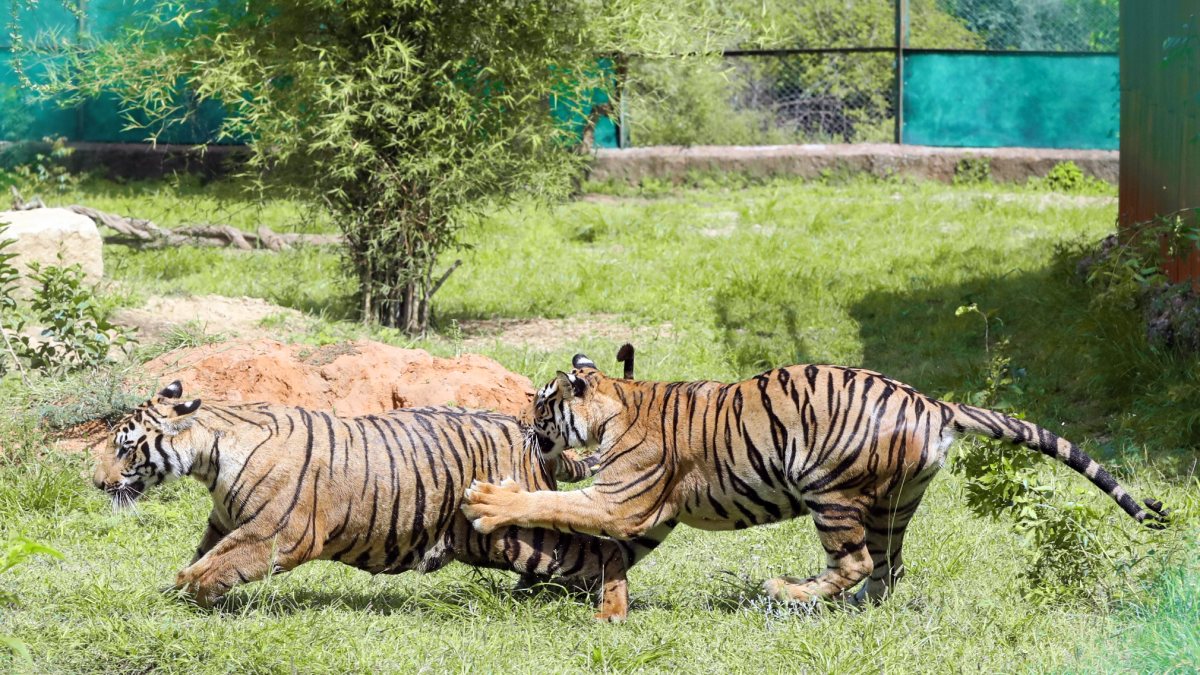 Tiger cubs play at Jaipur Biological Park on World Tiger Day