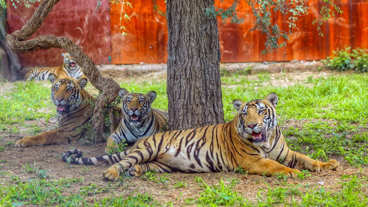 Tiger cubs rest under a tree at Jaipur Biological Park