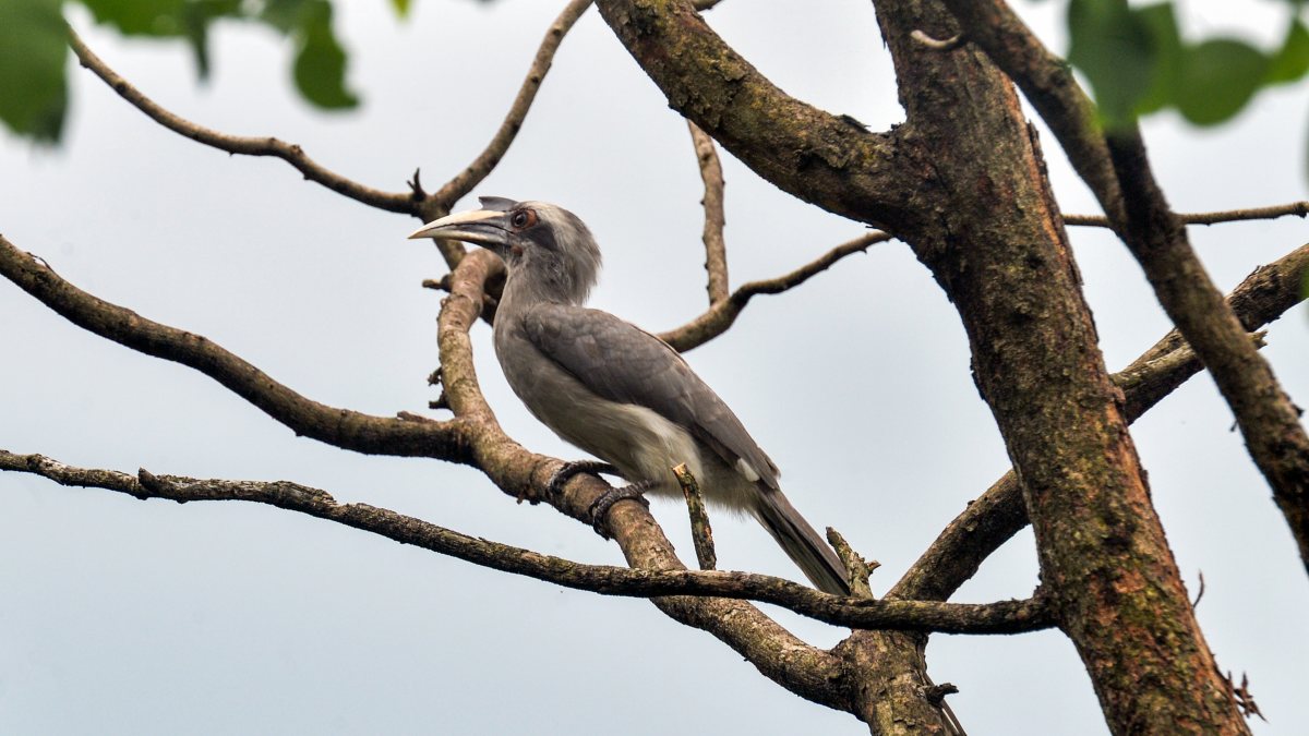 Indian Grey Hornbill perches on a tree branch in Siliguri