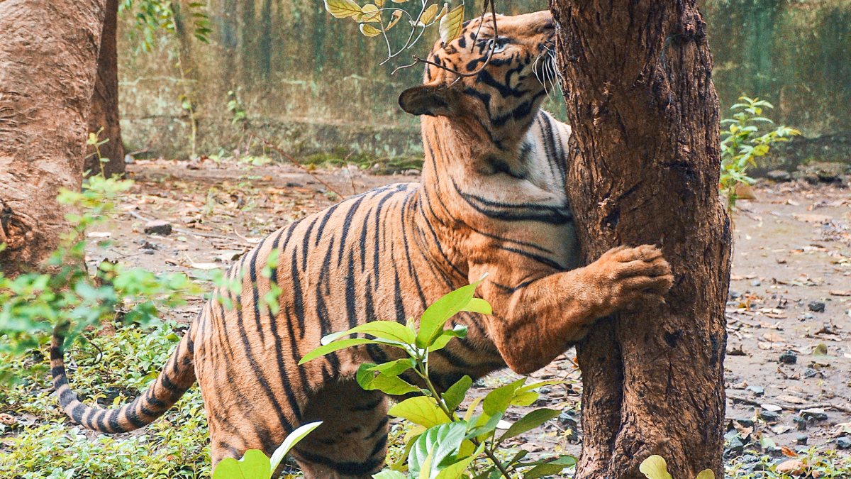 Royal Bengal Tiger scratches tree trunk at Surat zoo on World Tiger Day